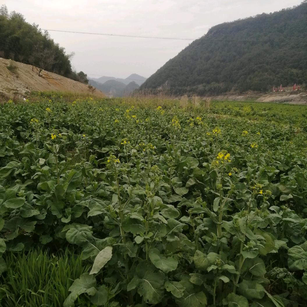雯
