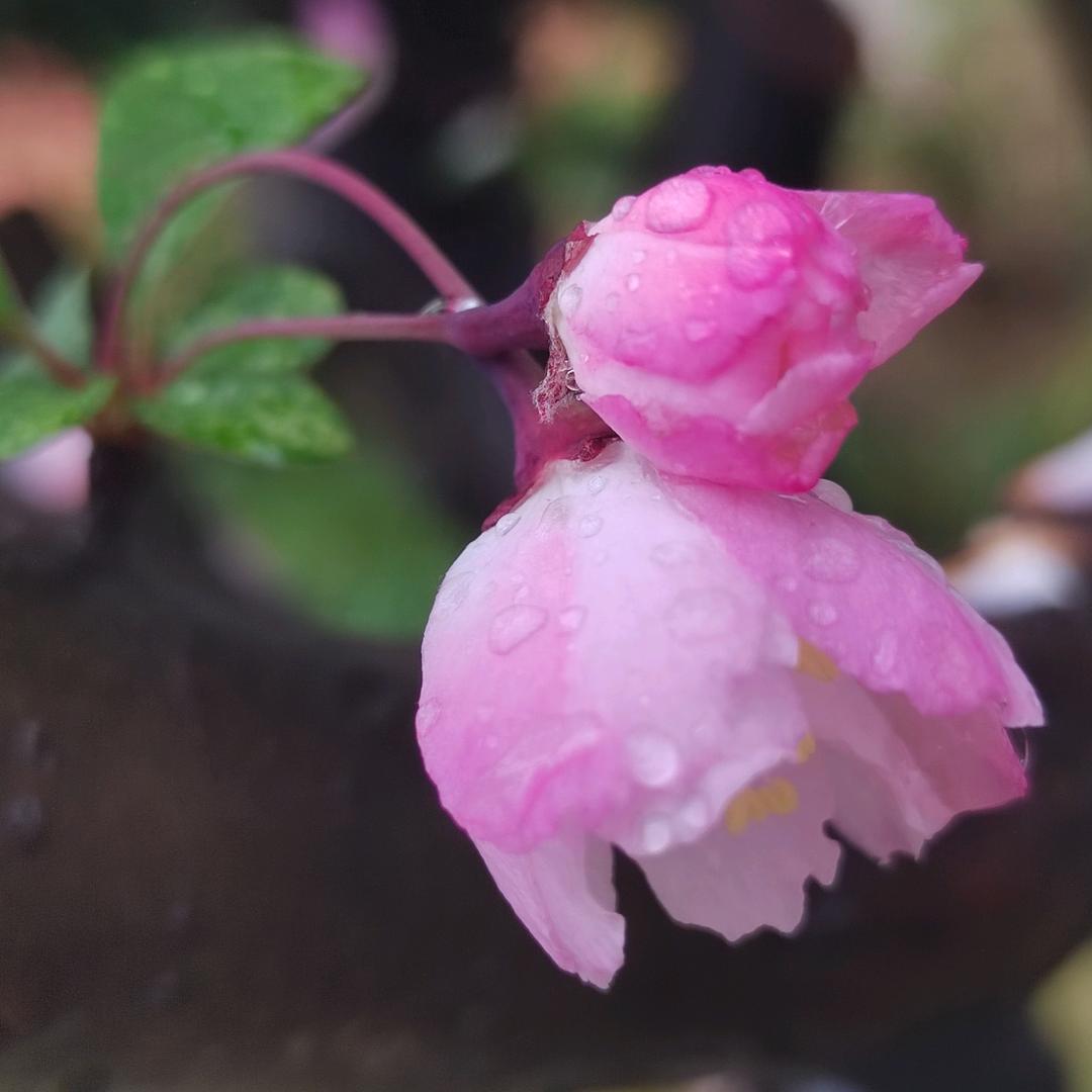 荷塘月色（孔.祥）🌹