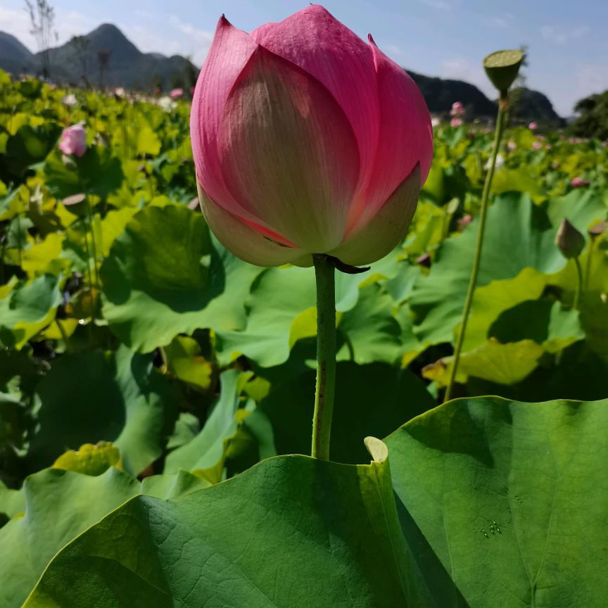 用户六六顺