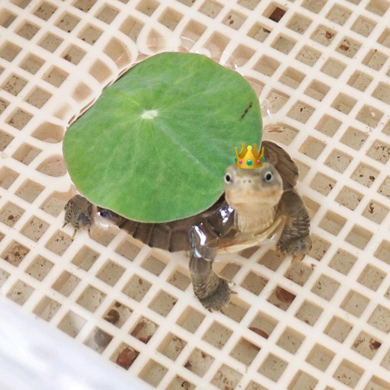 睡莲小龟