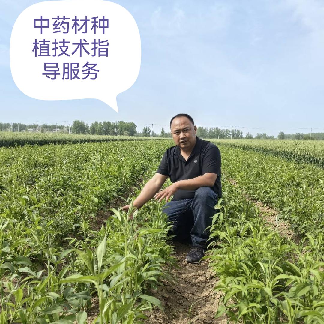 禾乐农药 张凯