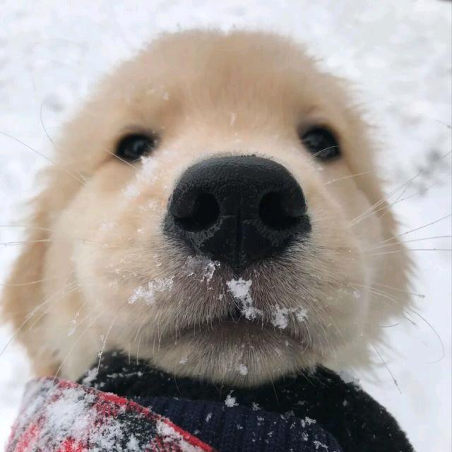 花心超人.