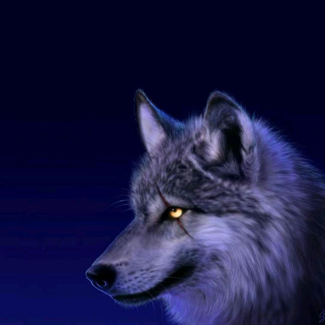 ﹌狼﹌
