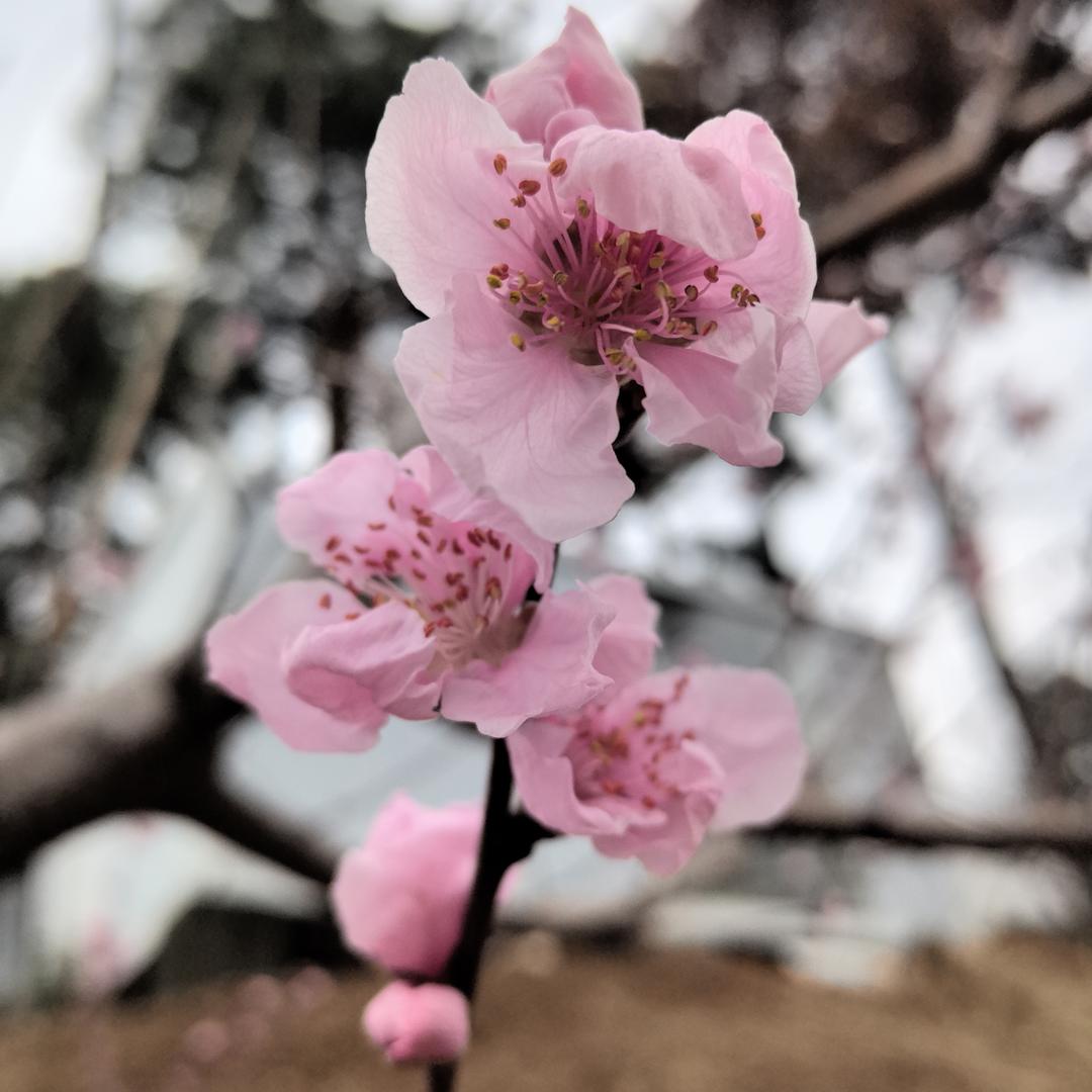 桃花谷