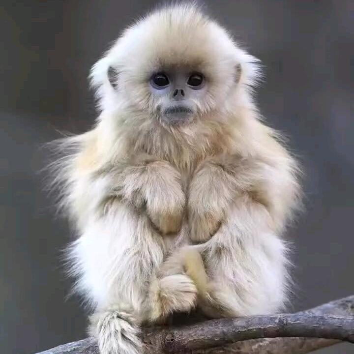 寄居蟹