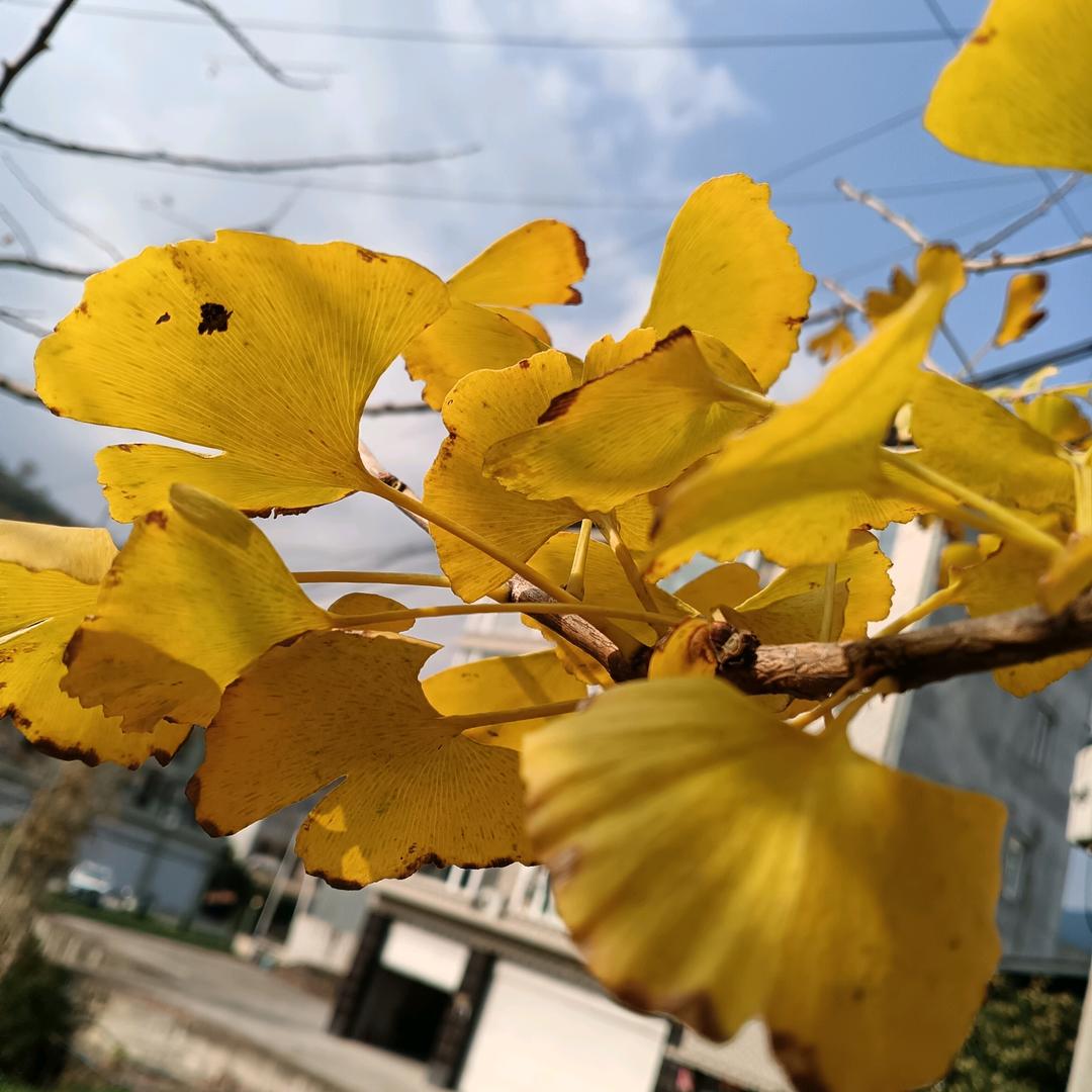 元禧