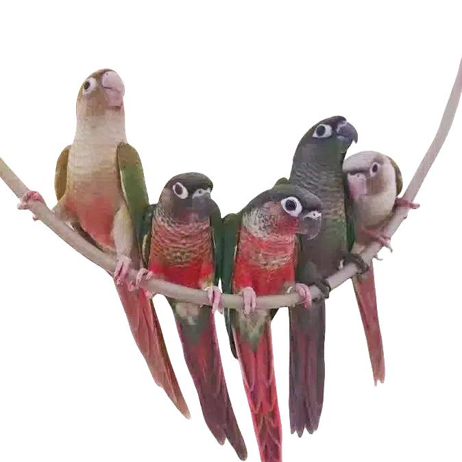 鸟语鹦鹉群鹦汇