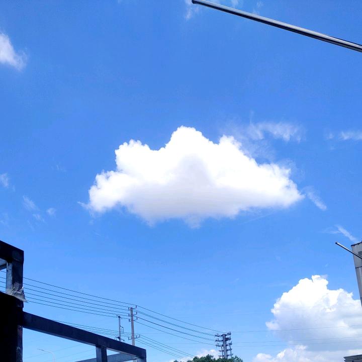 灼灼其华