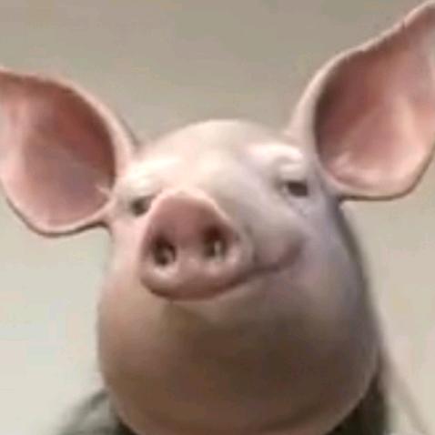 百变少女猪刚鬣