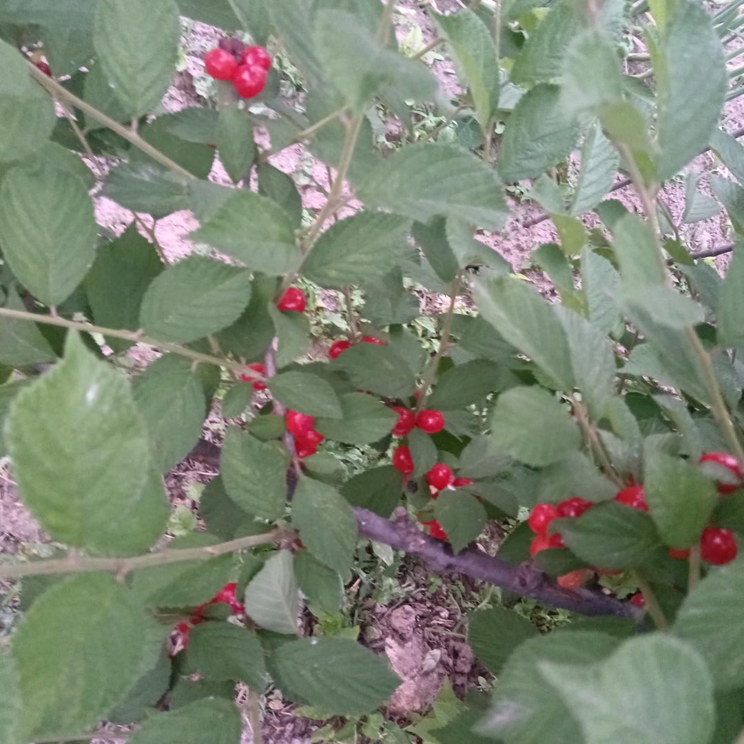 小莲～森美门业