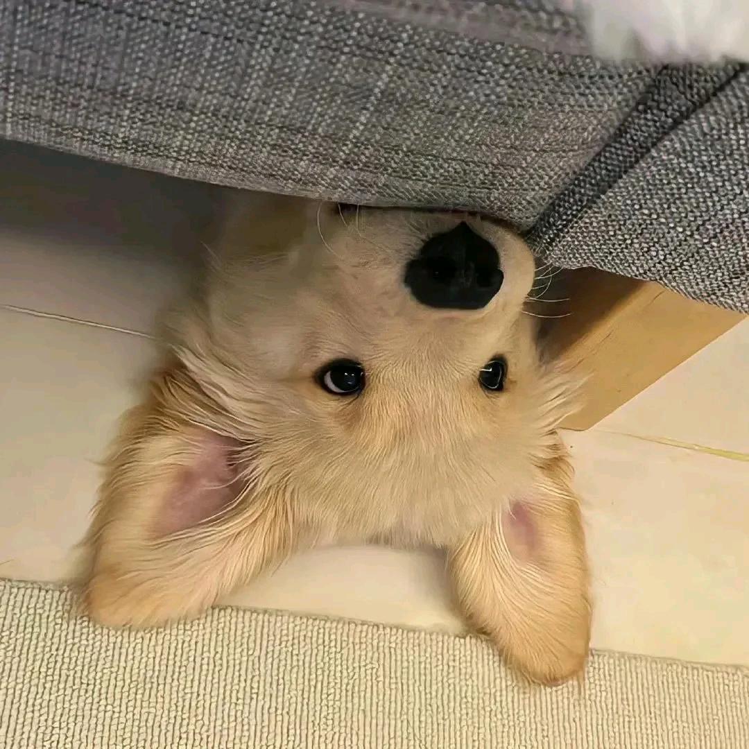 派派unde