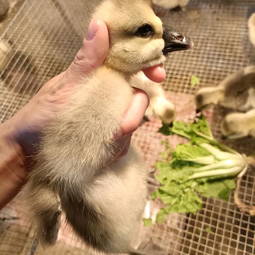 潮汕港实乐纯种狮头鹅苗