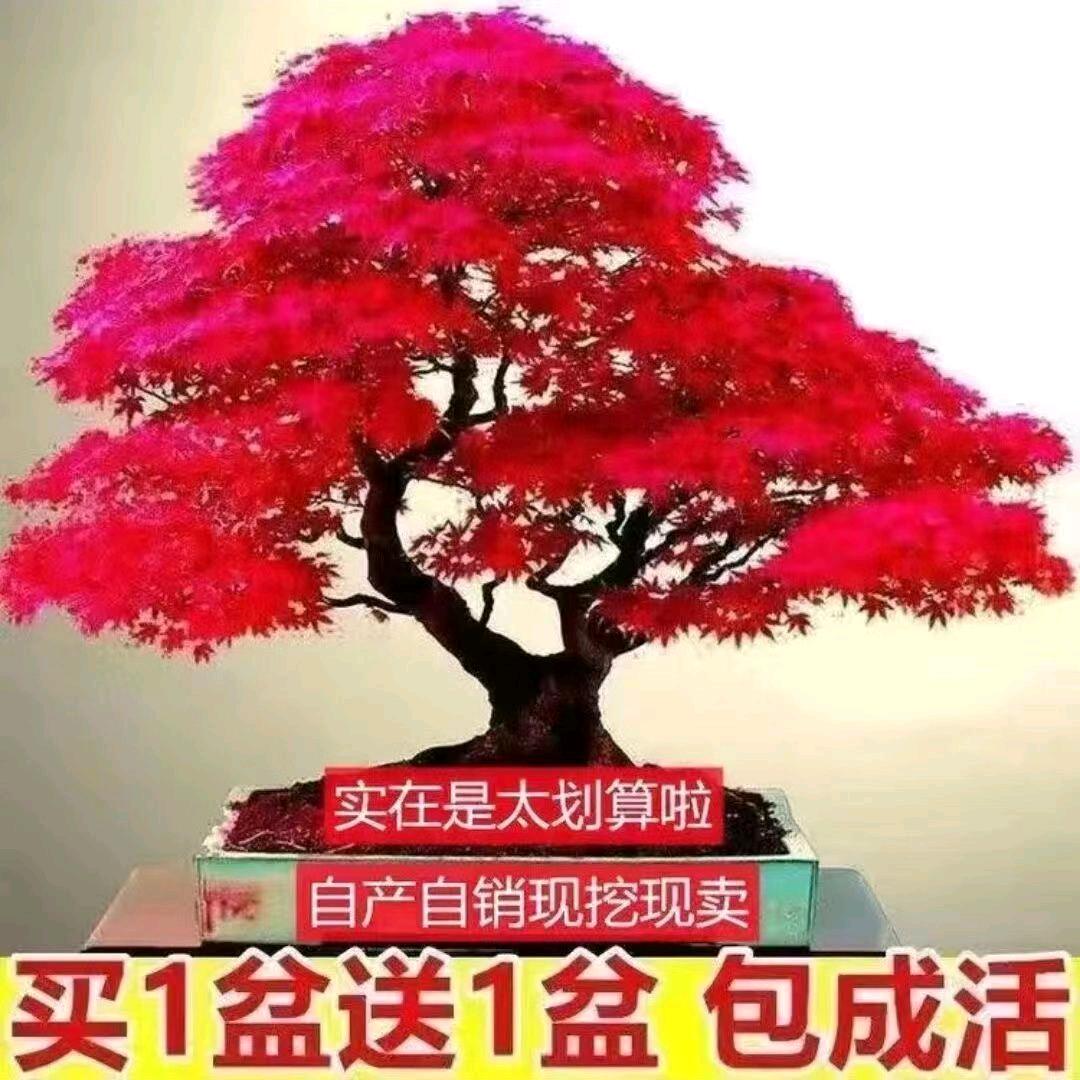 福哥