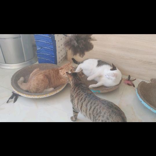 三只懒猫
