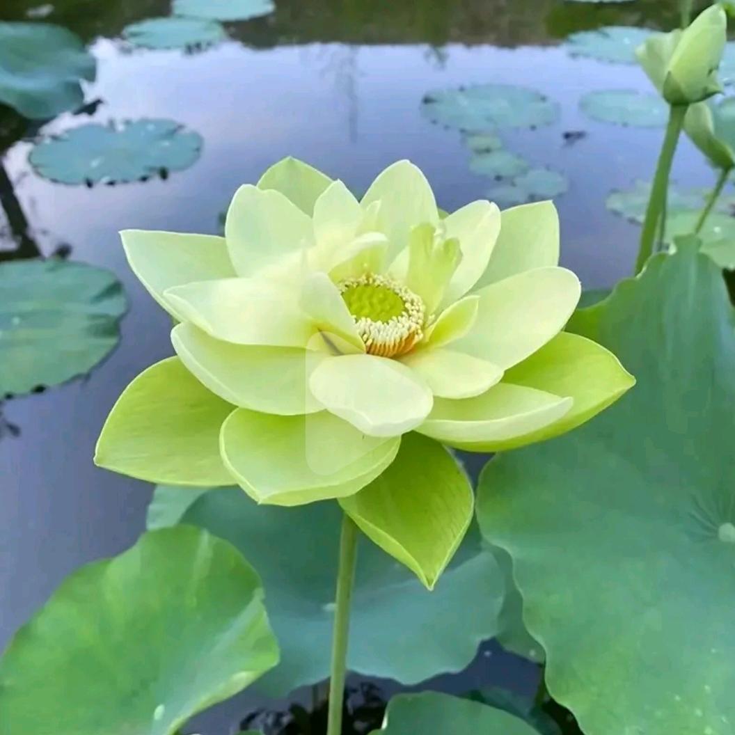🌹花开富贵🌹