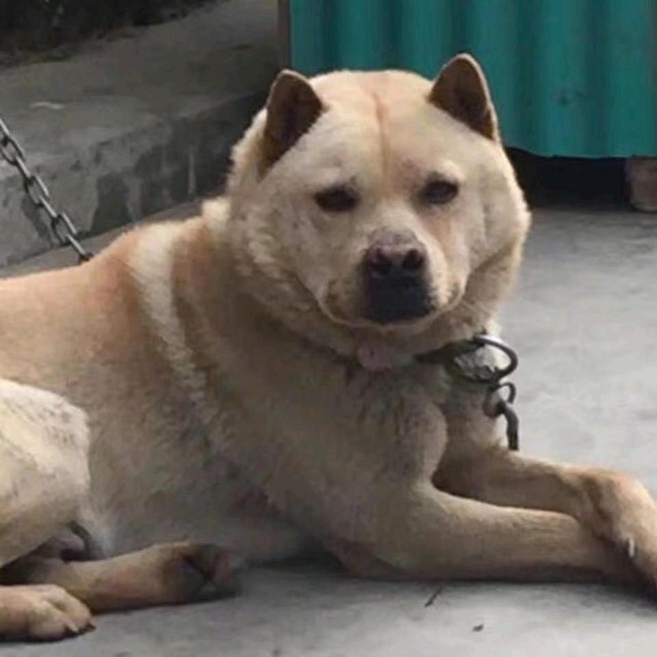 阳春伟仔