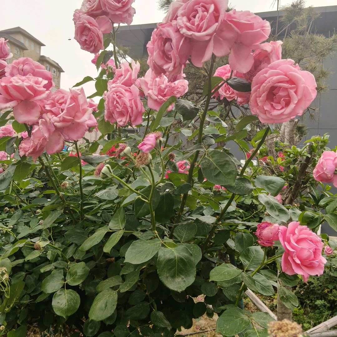 无言的结局