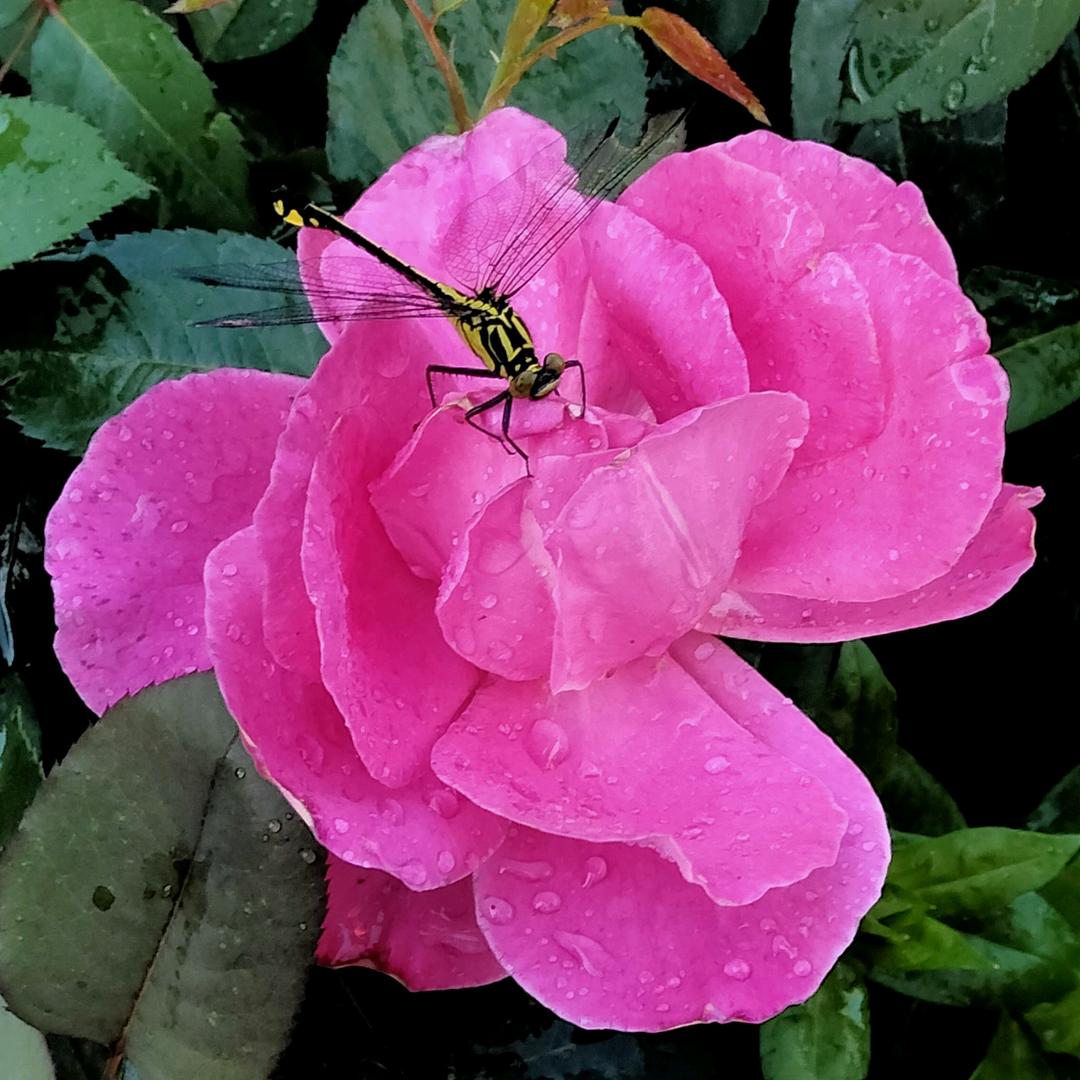 一花一木一世界