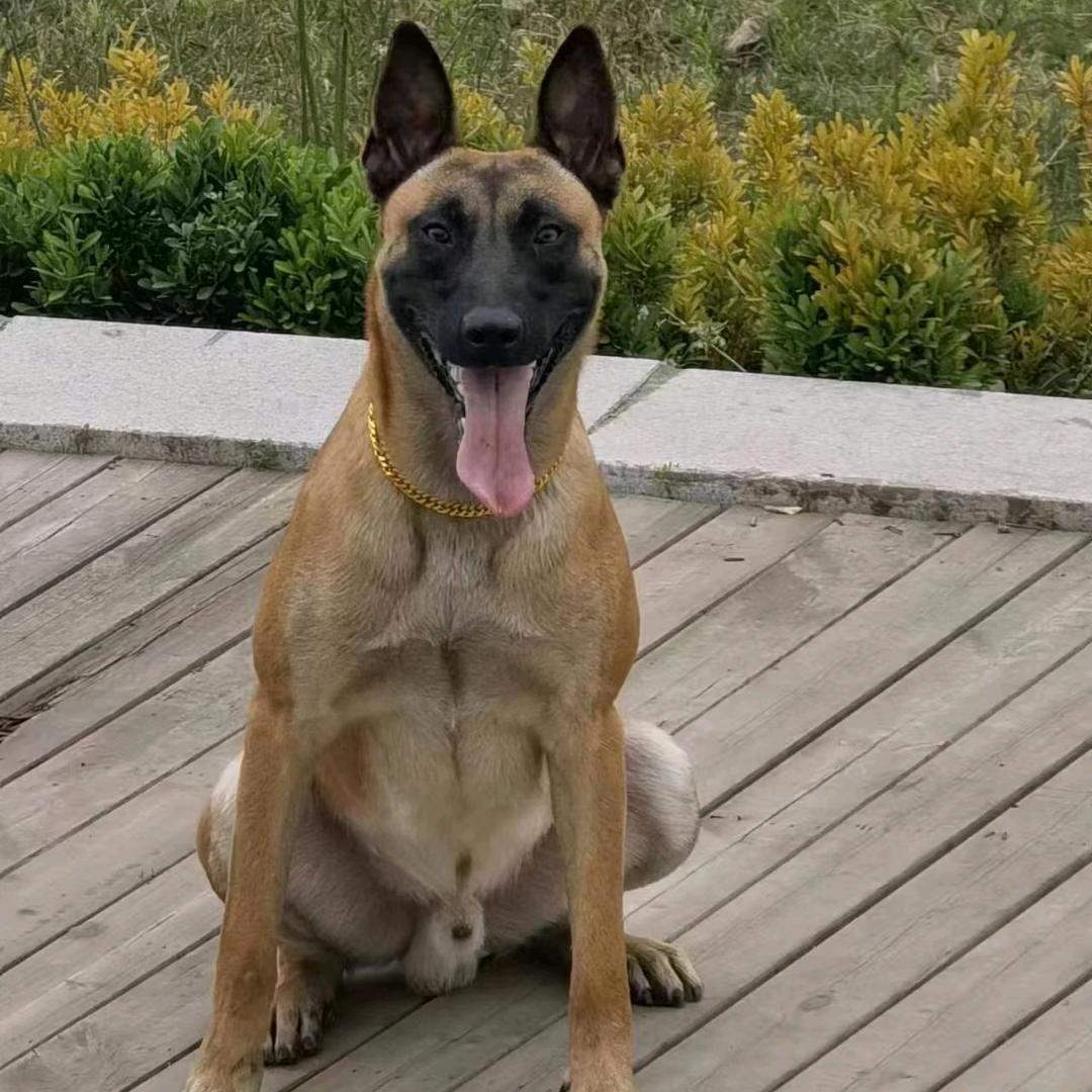 马犬驯养中心