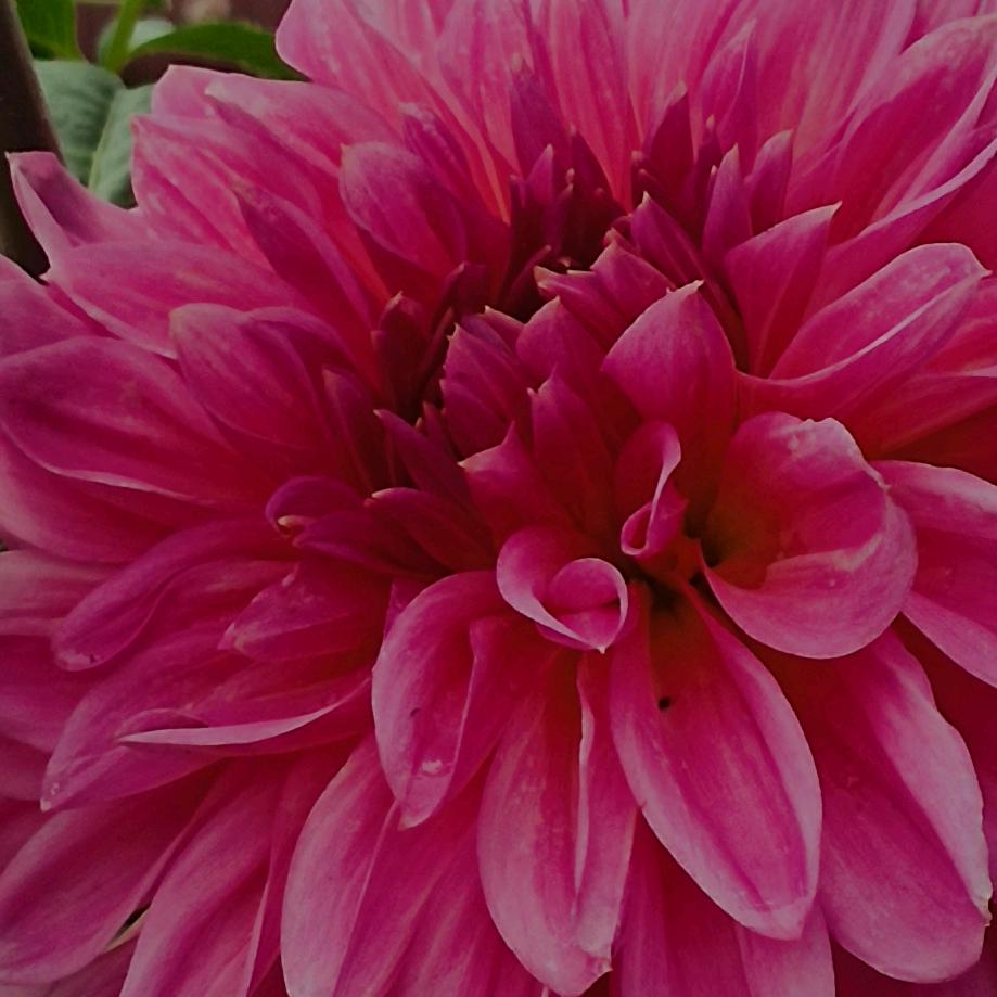 花开富贵！我喜欢君子兰