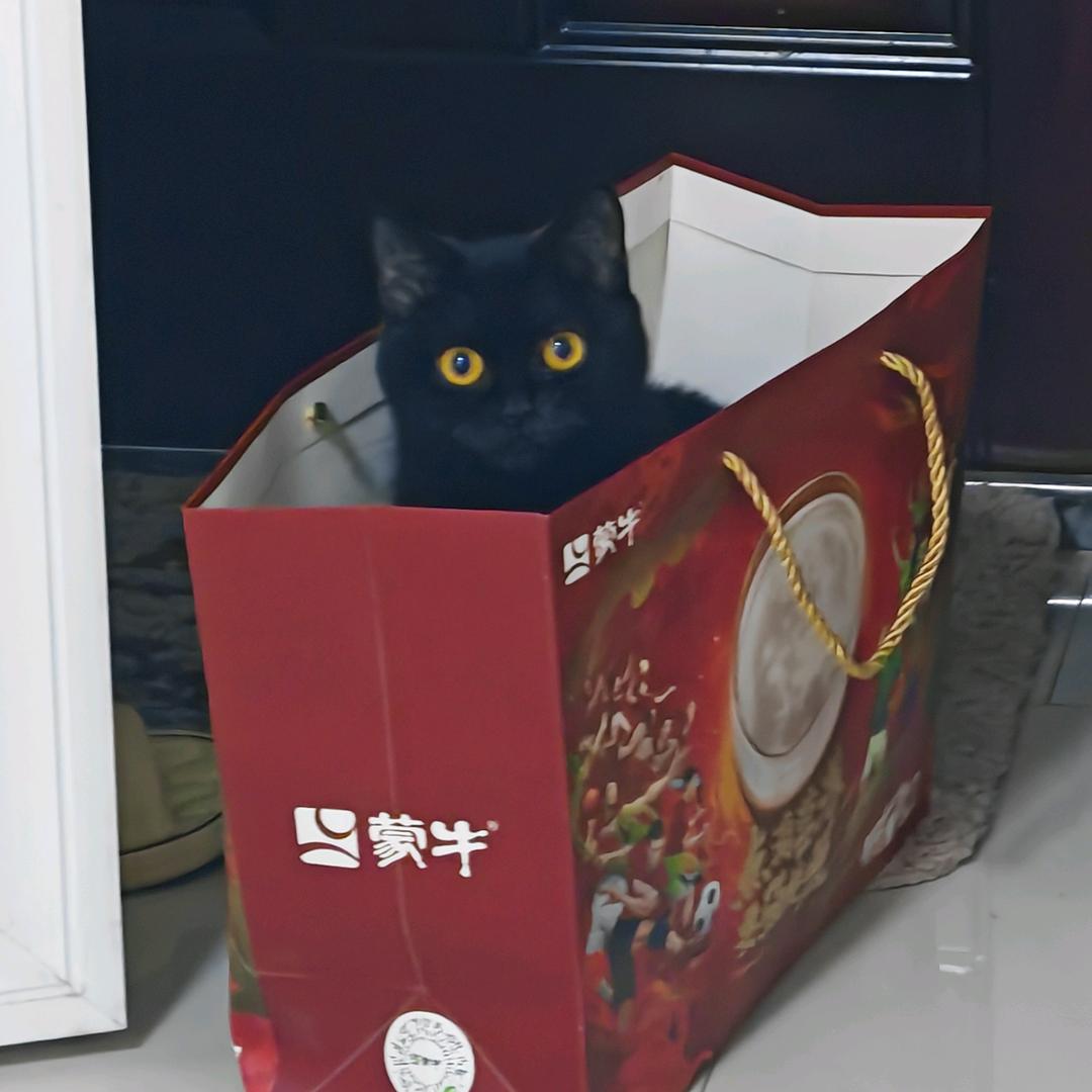 利口酒猫猫