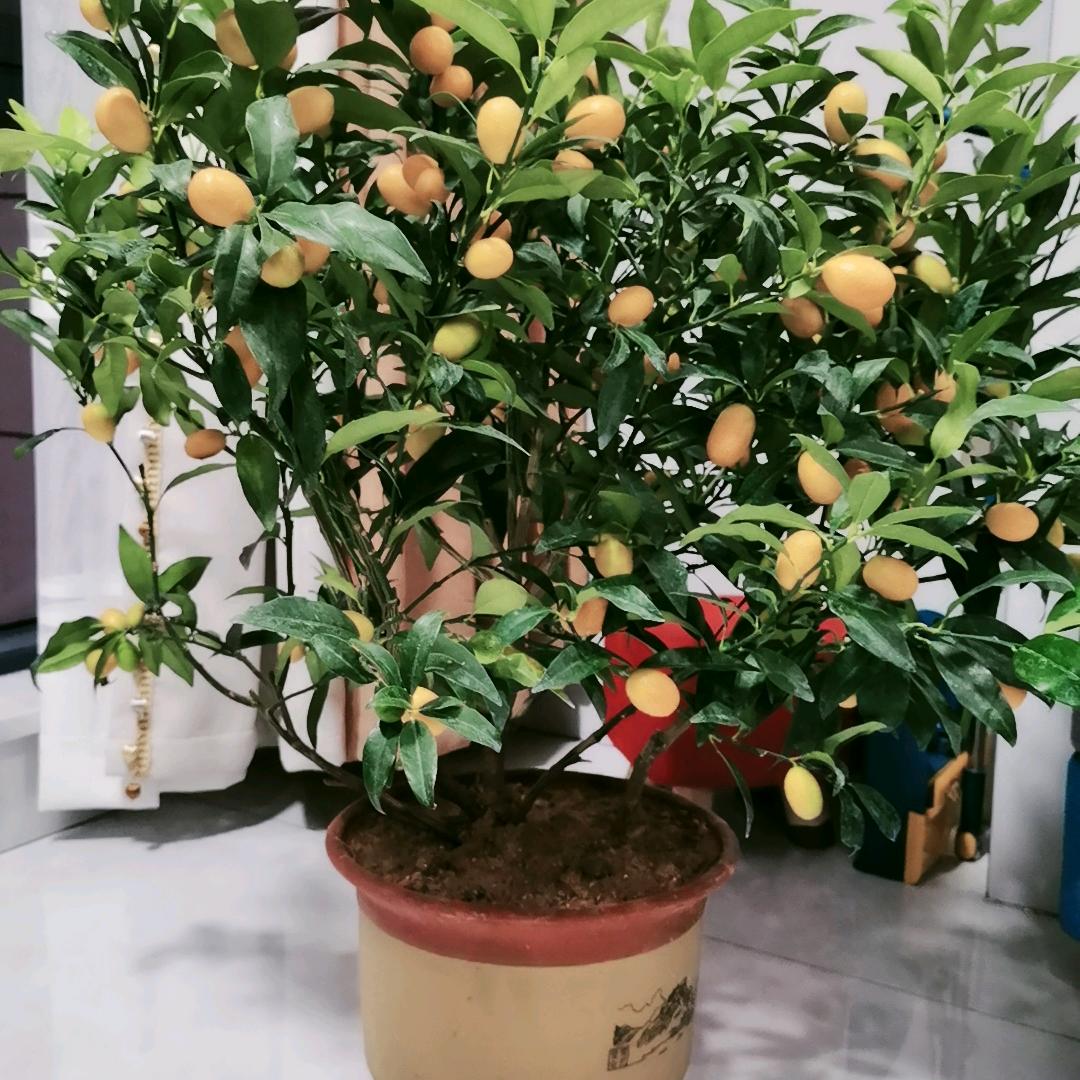 范伟纯