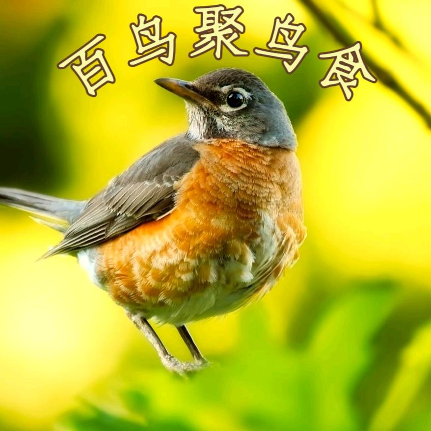 百鸟聚鸟食.小洁