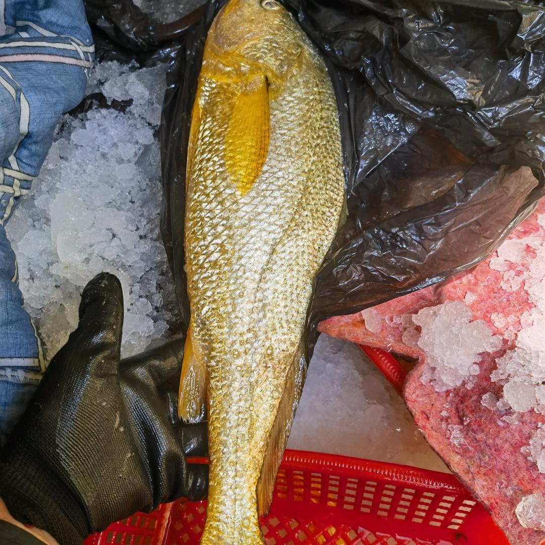龙港海钓船