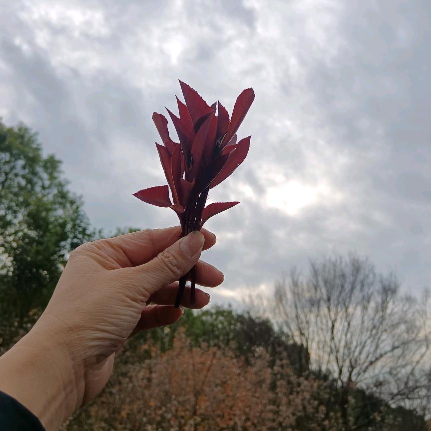 勿忘雨过天晴