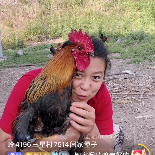 跑山笨公鸡笨鸡蛋