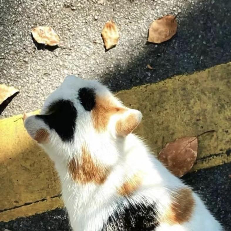 犟犟酱酱