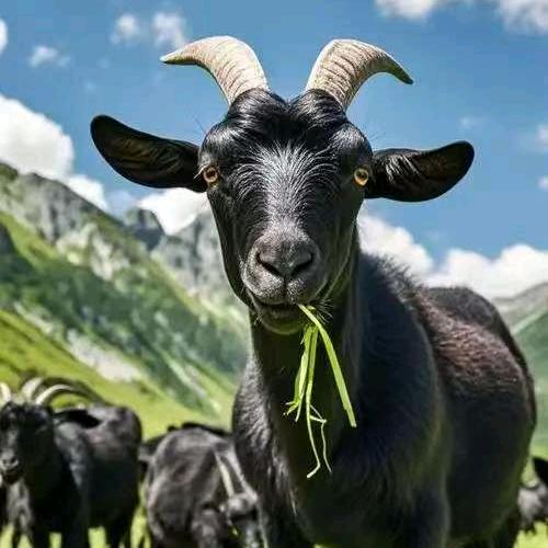 化州领头羊 羊庄 周身刀