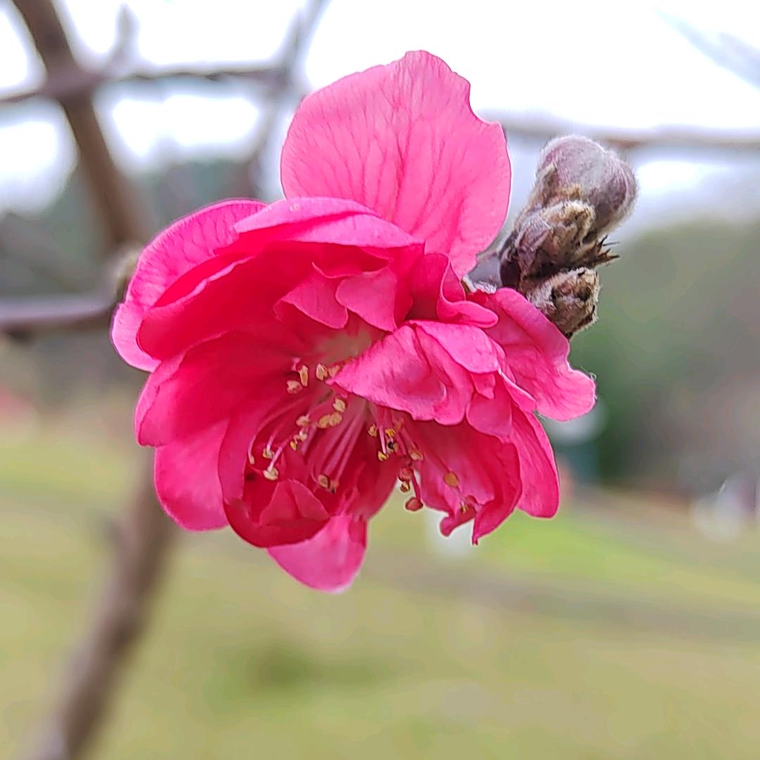 夏橙