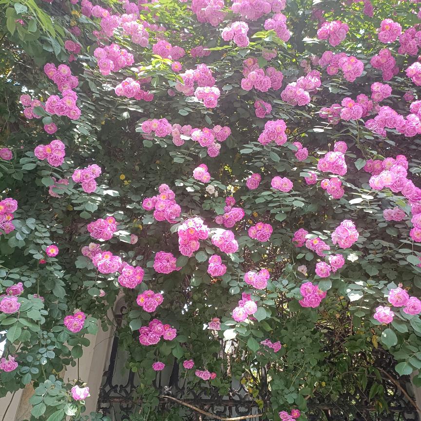花与海