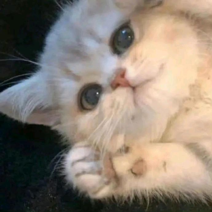 爱神💕
