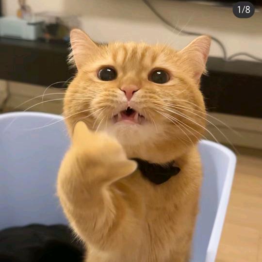 海滩长颈鹿
