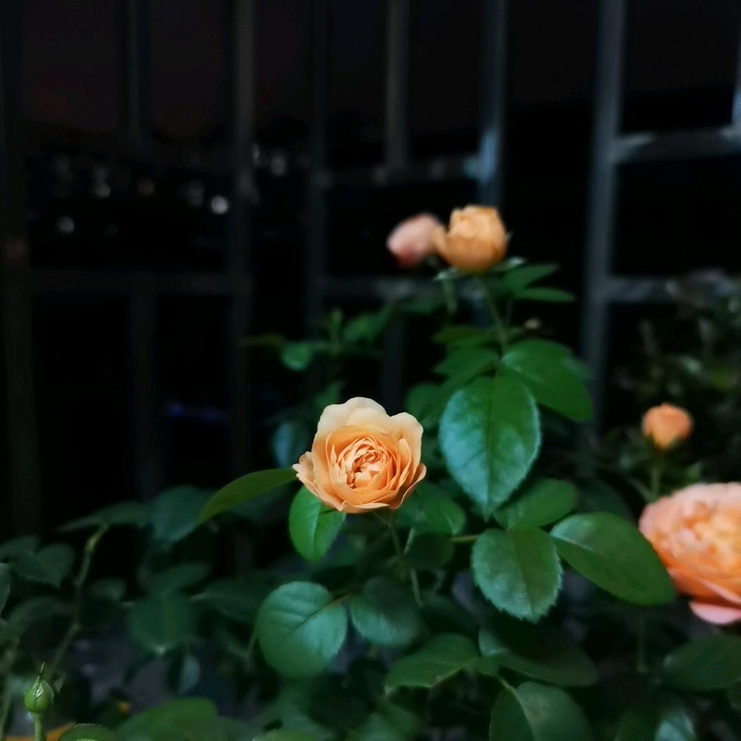 悦微