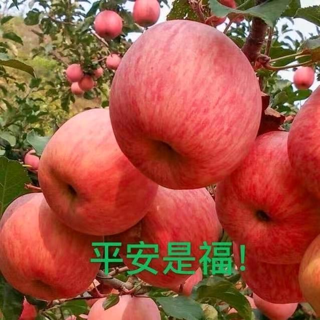 开心果（开心快乐每一