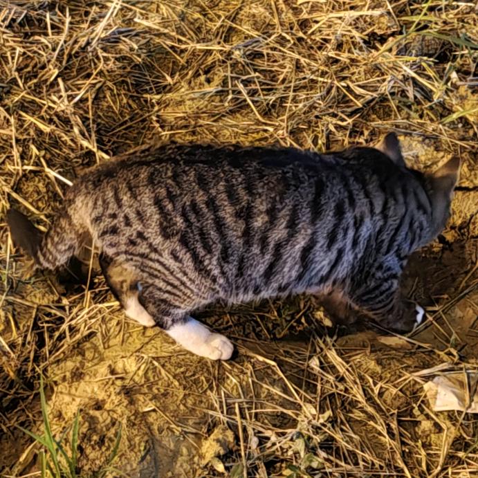 一怒之下掏出内裤戴头上