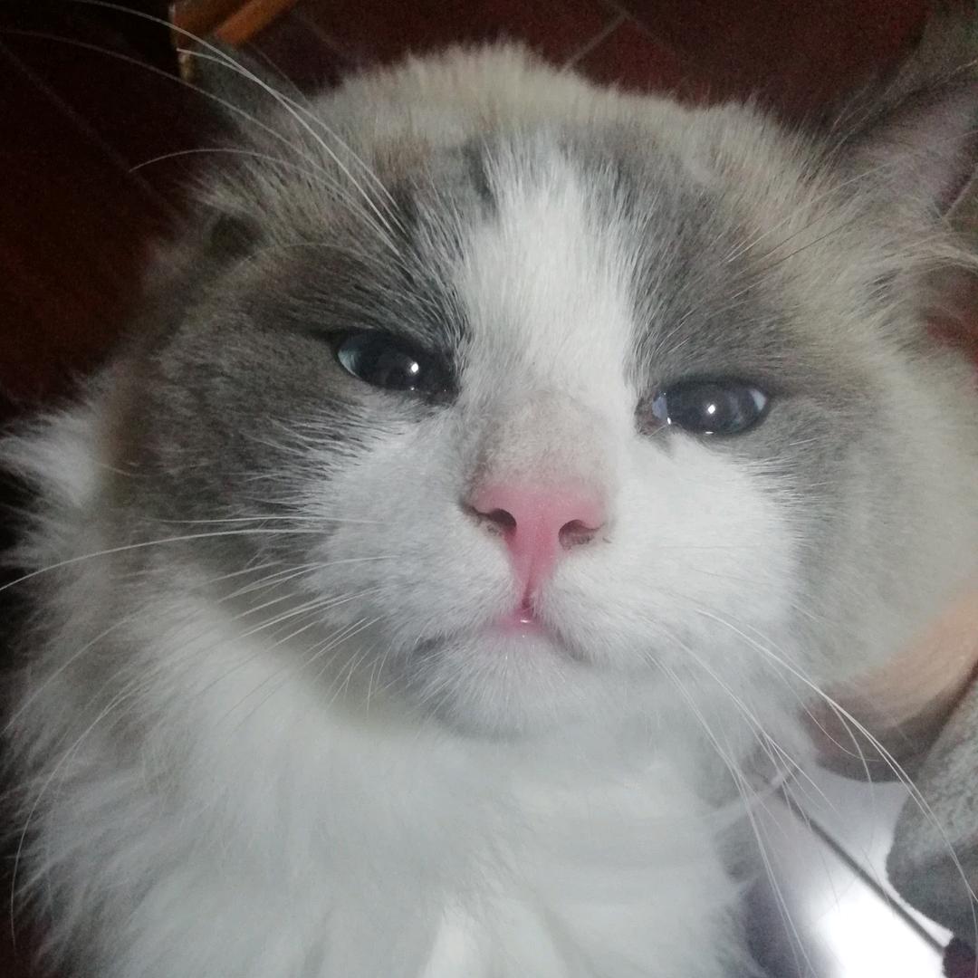 紫色雪莲