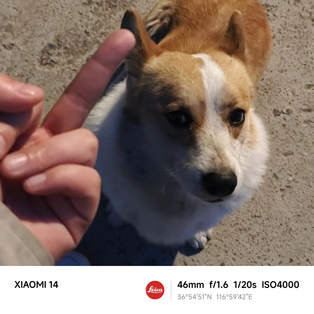 狗哥