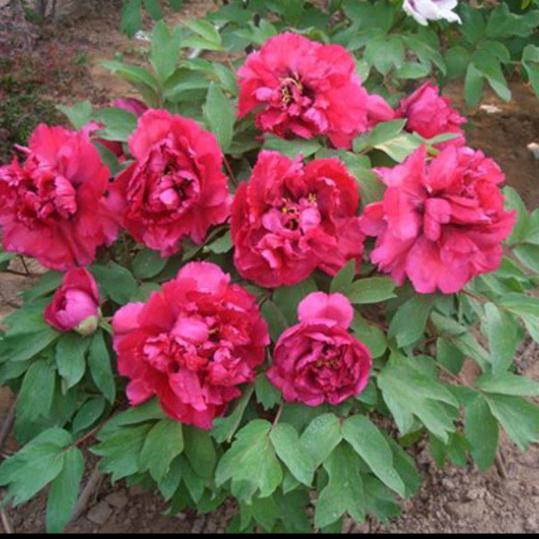 花开花落♛