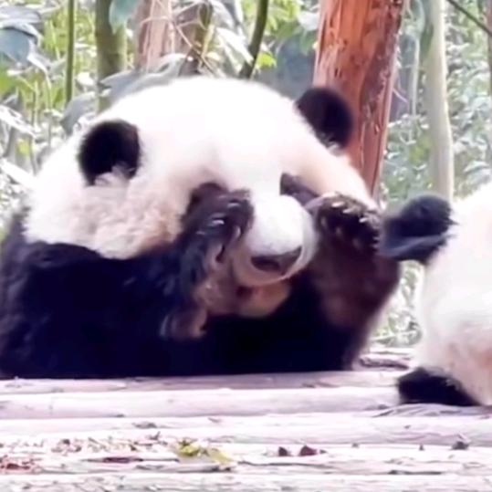 🐼🐼