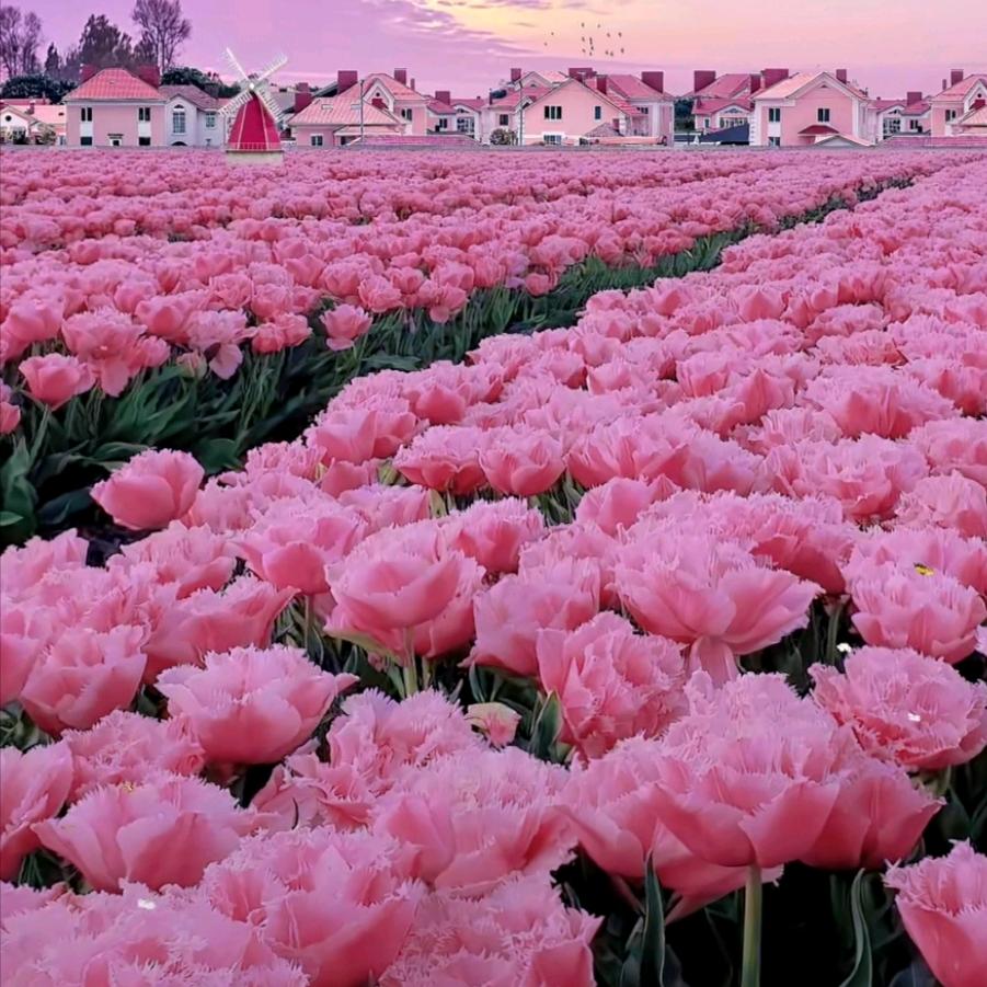 甜甜花2