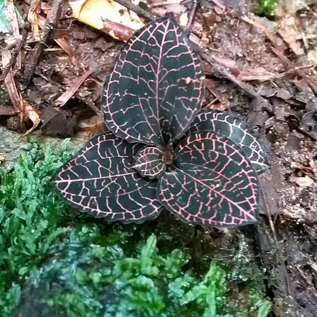 百草林