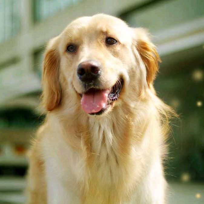 养狗其实挺简单