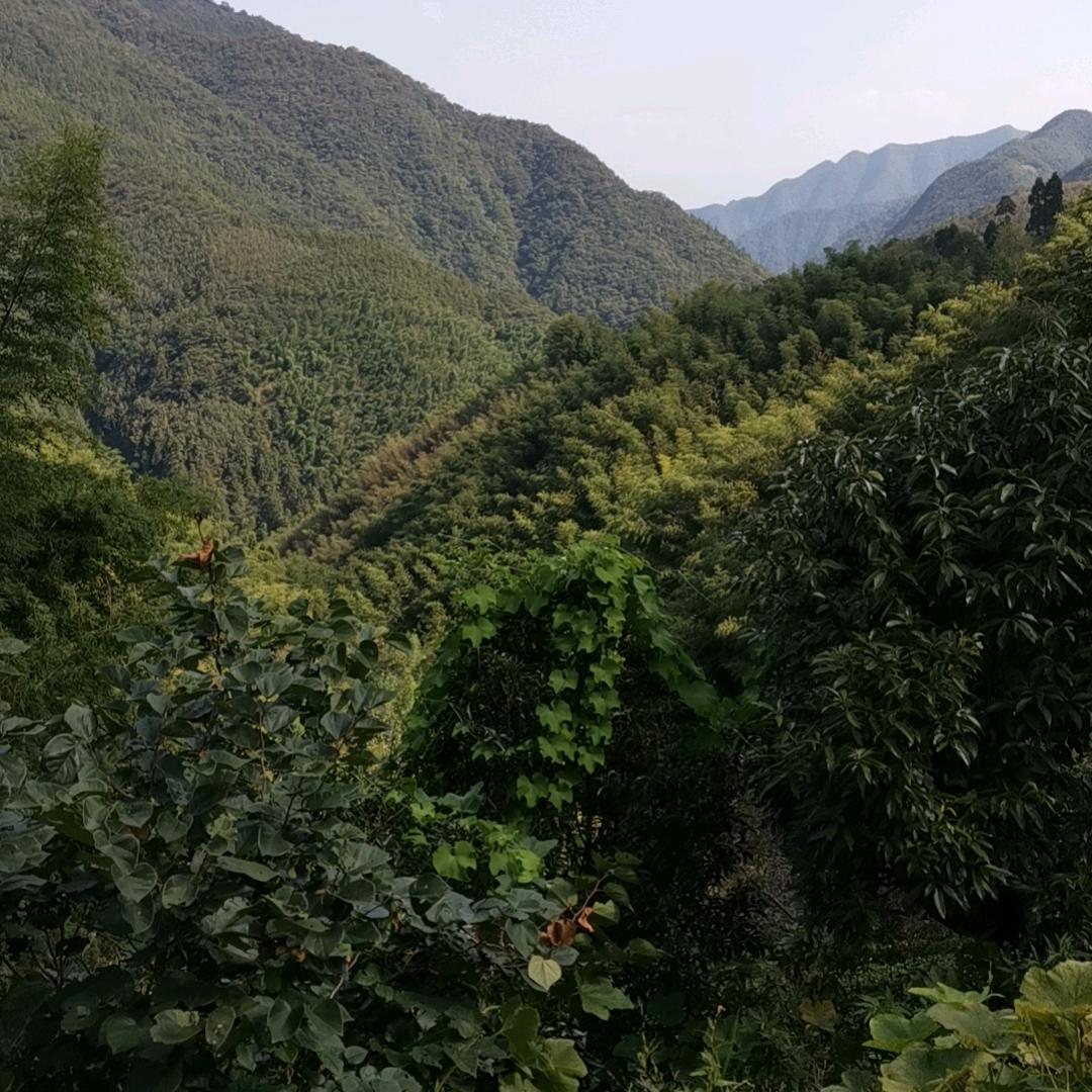 川东地区的慕辰圳头像