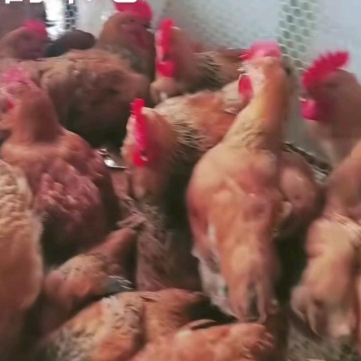 正阳县东关优质鸡苗店