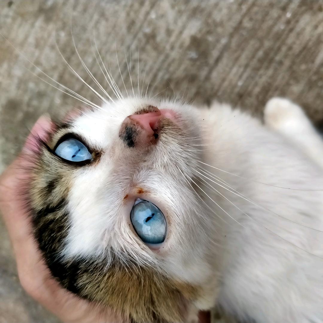 意。