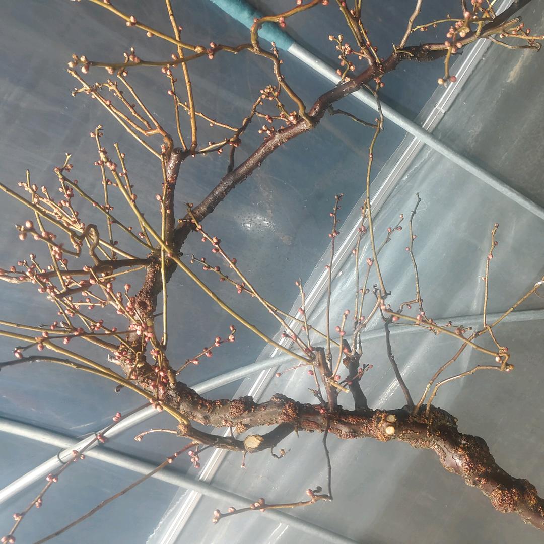 尹含宁盆景花卉